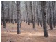Lot 140 Dodd Road, Pages Flat SA 5172