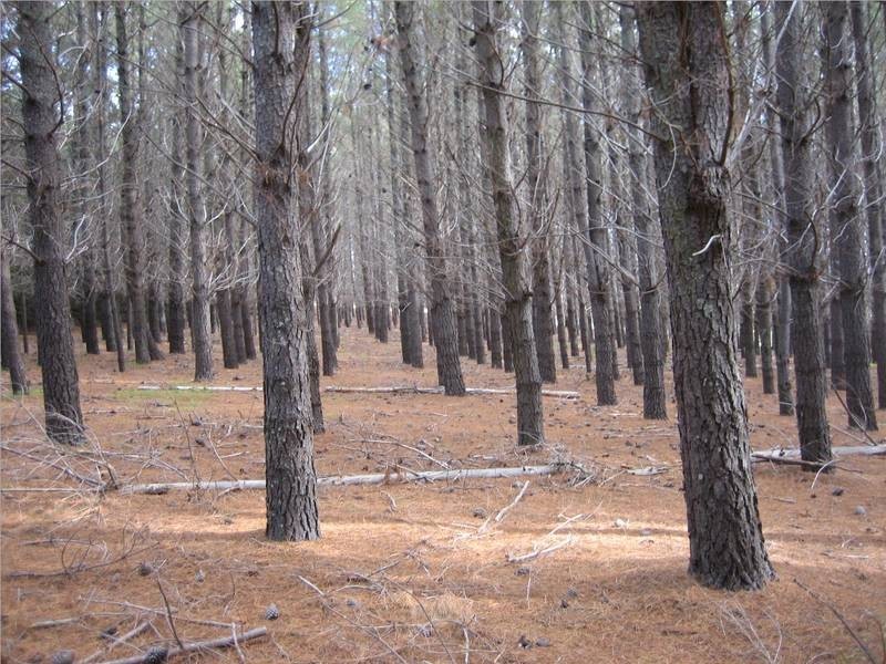Lot 140 Dodd Road, Pages Flat SA 5172