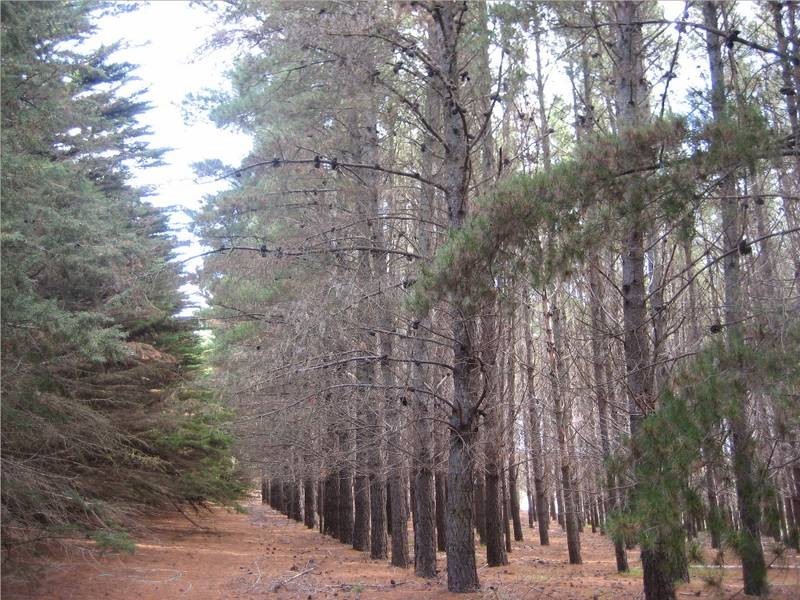 Lot 140 Dodd Road, Pages Flat SA 5172