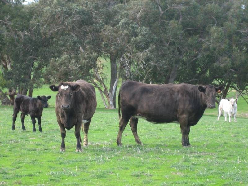 Lot 132 Range Road, The Range SA 5172