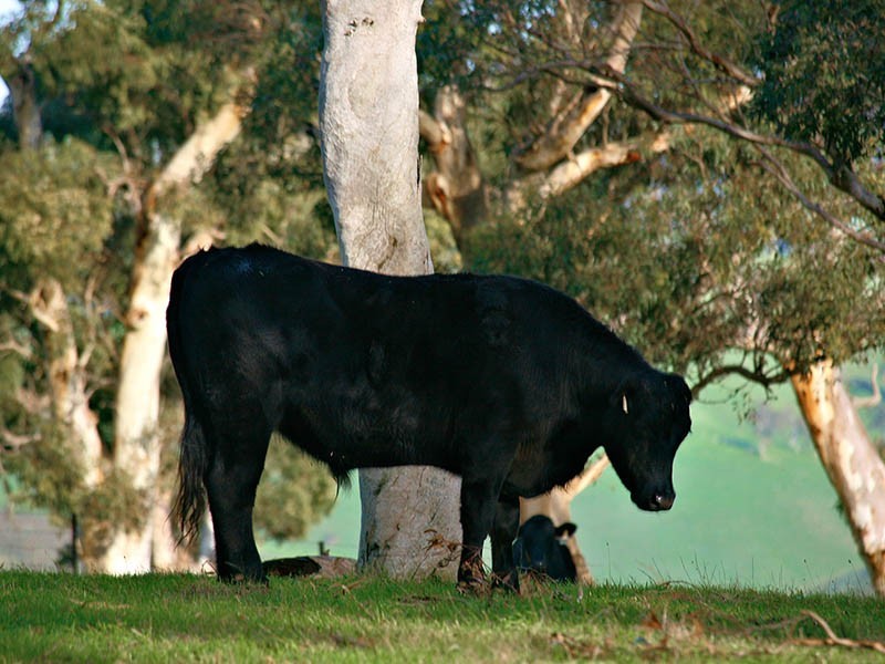 75 & 76 Burns Road, Ashbourne SA 5157