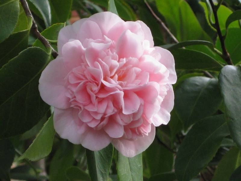 Lot 3 Cut Hill Road, Kangarilla SA 5157