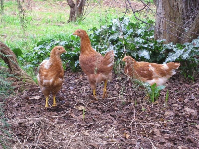 Lot 3 Cut Hill Road, Kangarilla SA 5157