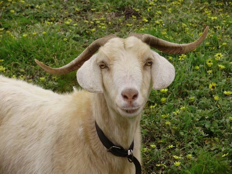 Lot 2 Bahloo Glen Road, Mount Compass SA 5210