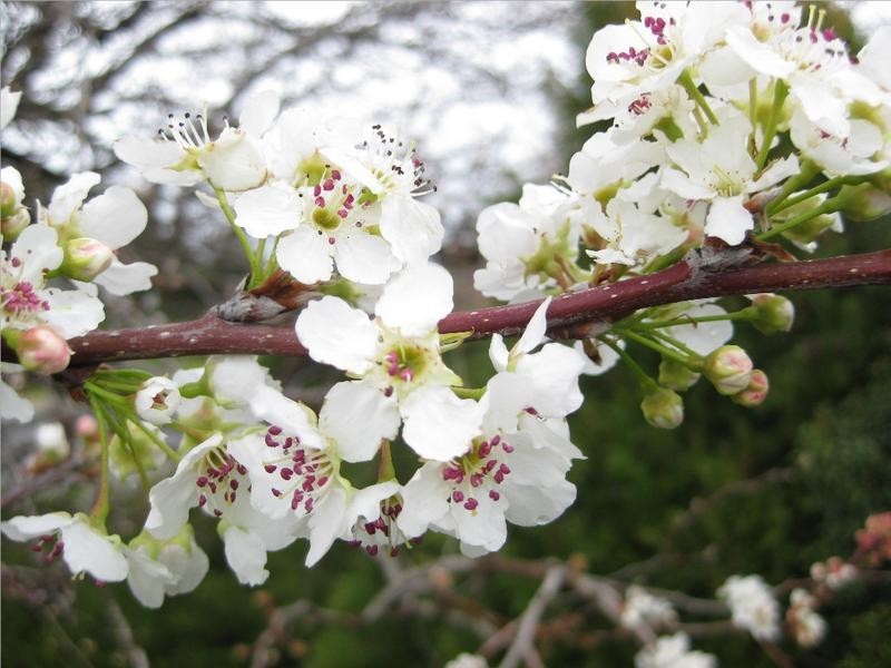 6 Clifton Court, Mclaren Vale SA 5171