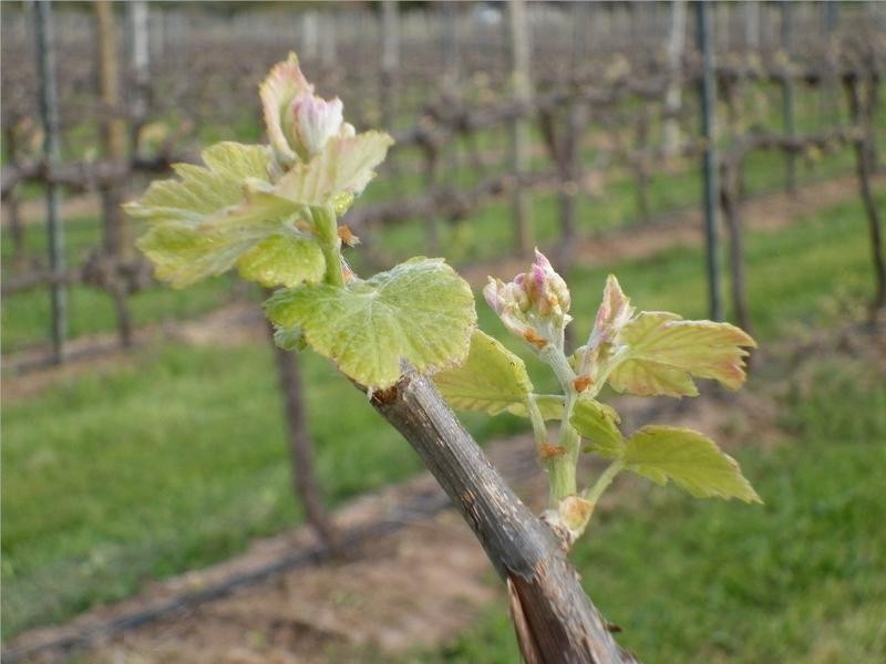 3708 Main South Road, Aldinga Beach SA 5173