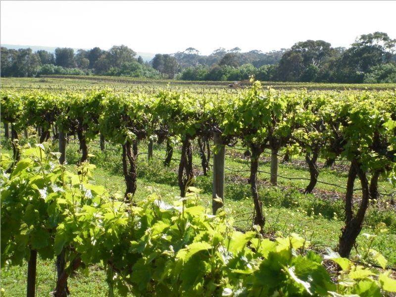 Lot 118 Binney Road, Willunga SA 5172