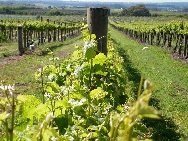 Lot 118 Binney Road, Willunga SA 5172