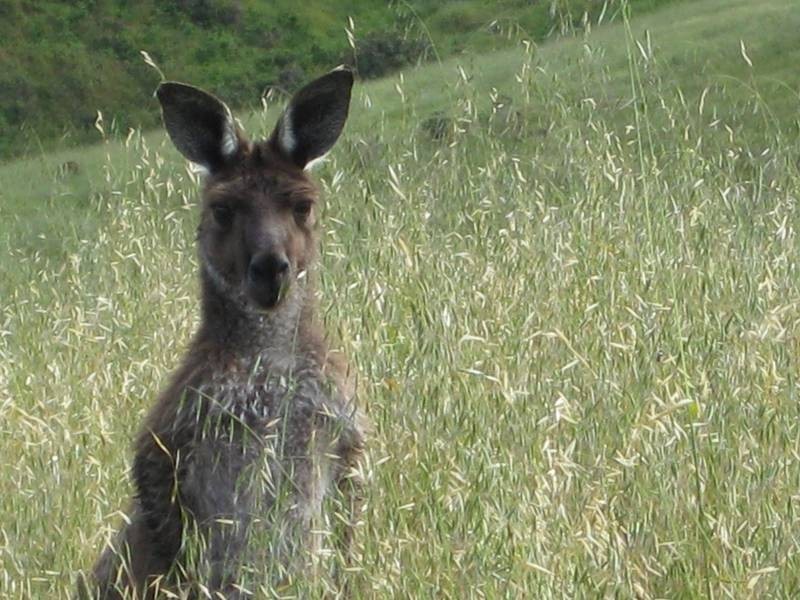 Section770 Kings Hill Road, Willunga SA 5172