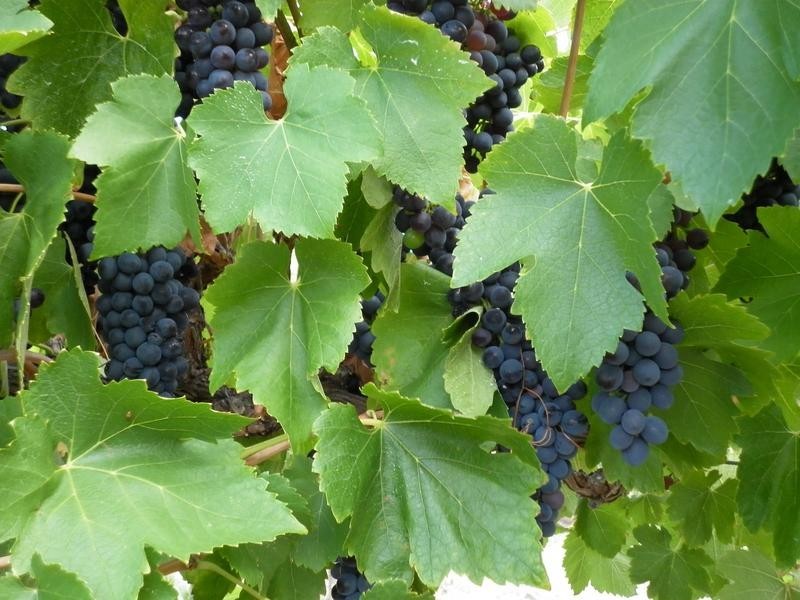 9A Pridmore Avenue, Mclaren Vale SA 5171