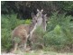 Lot 9,  Heifer Lane, Mount Compass SA 5210