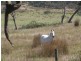 Lot 676 Goolwa Road, Mount Compass SA 5210