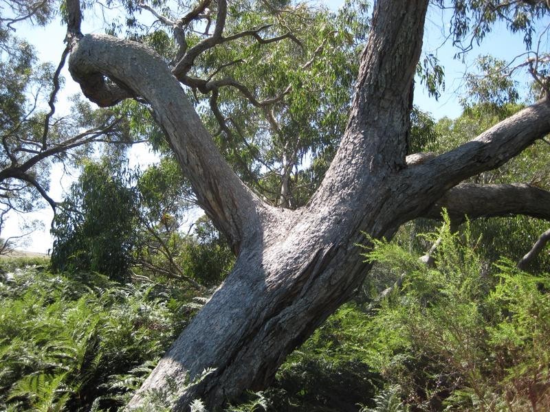 Lot 676 Goolwa Road, Mount Compass SA 5210
