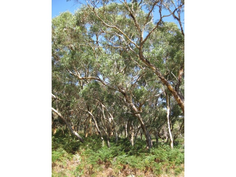 Lot 676 Goolwa Road, Mount Compass SA 5210
