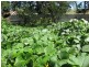 Lot 676 Goolwa Road, Mount Compass SA 5210