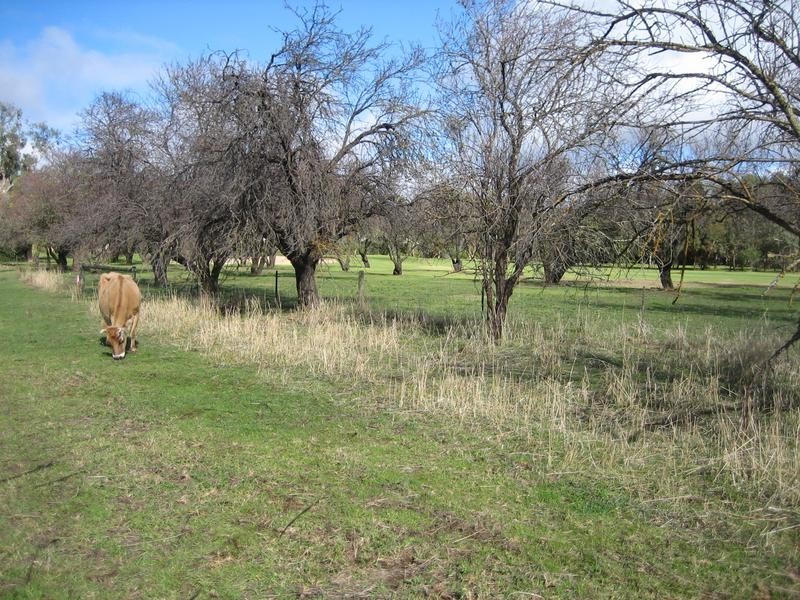 Lot 101 Hall Road, Willunga SA 5172