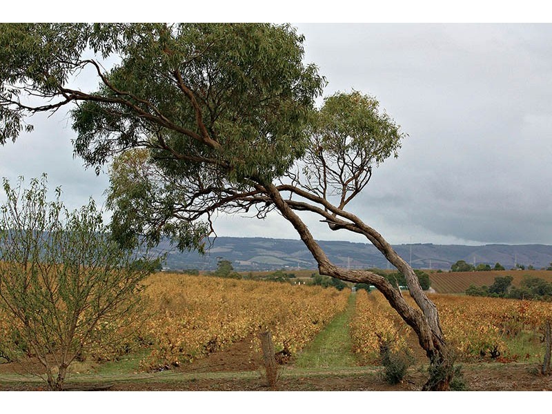 58 Valley View Drive, Mclaren Vale SA 5171