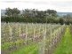 Lot 200 Malpas Road, Mclaren Vale SA 5171