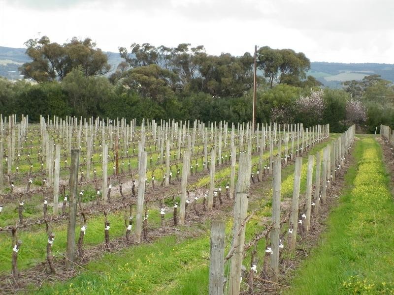 Lot 200 Malpas Rd, Mclaren Vale SA 5171