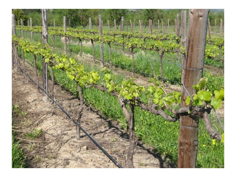 Lot 50 Aldinga Road, Willunga SA 5172