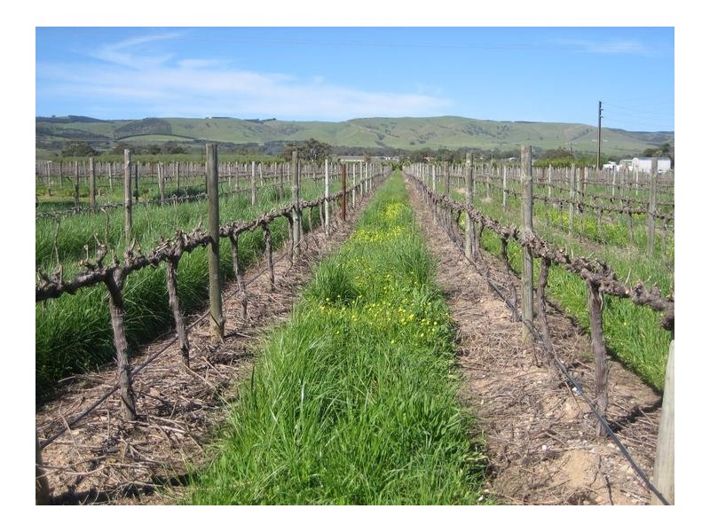 Lot 50 Aldinga Road, Willunga SA 5172