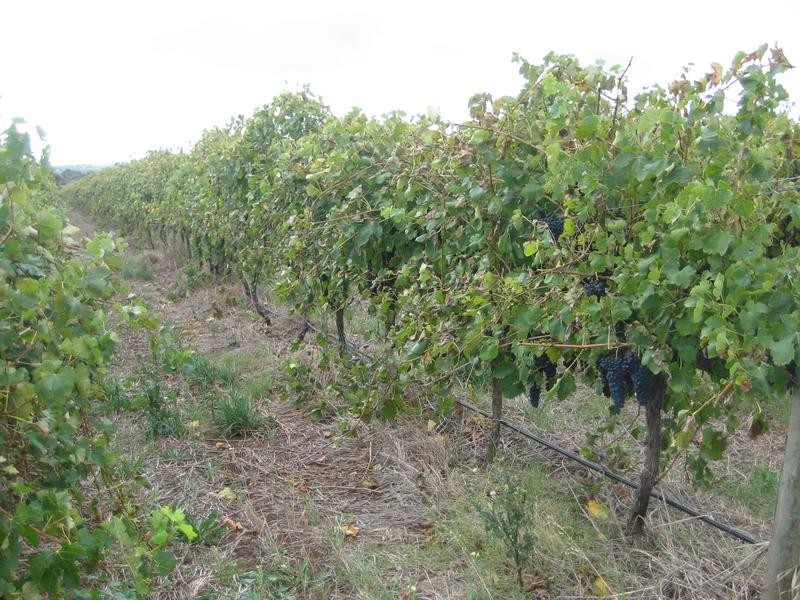 Willunga SA 5172