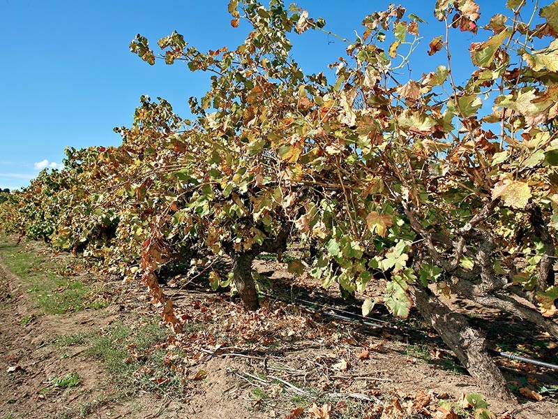 36 Twenty Eight Road, Mclaren Vale SA 5171