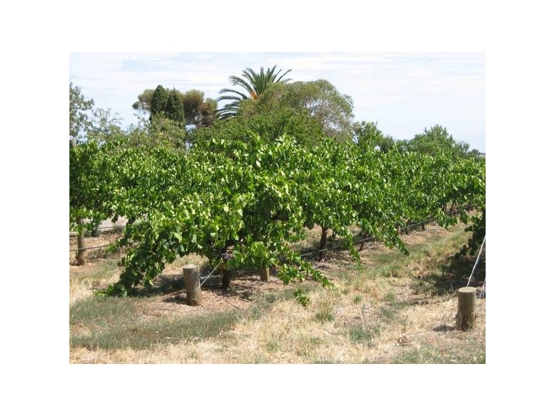 Colville Road, Willunga SA 5172