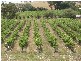 1 Old Bull Creek Road, Meadows SA 5201