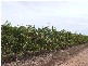 410 Aldinga Road, Willunga SA 5172
