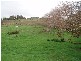 1 Old Bull Creek Road, Meadows SA 5201