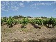 1 Old Bull Creek Road, Meadows SA 5201