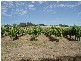 1 Old Bull Creek, Meadows SA 5201