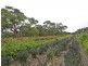 51 Phillips Road, Willunga SA 5172