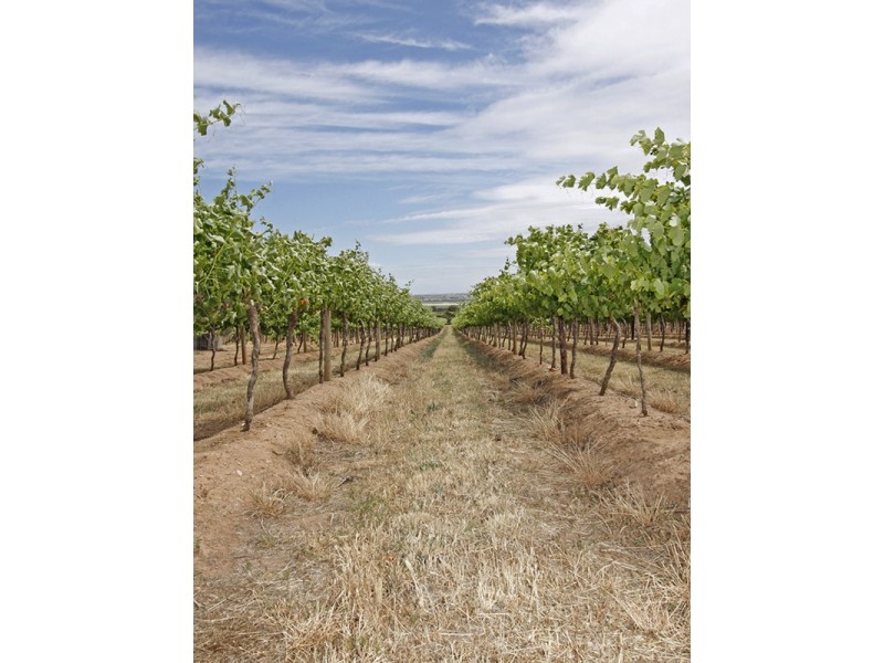 162 Rogers Road, Willunga SA 5172