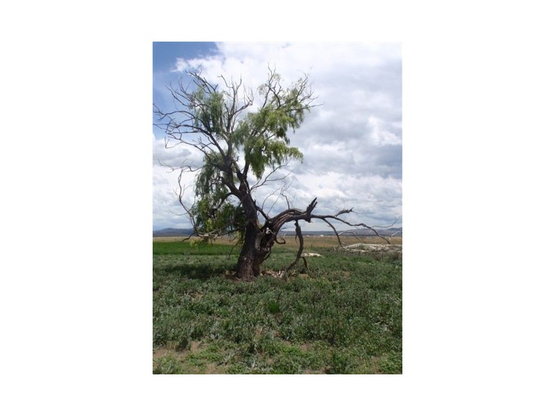 Lot 93,94,156, 4743 Snowy River Way, Dalgety NSW 2628