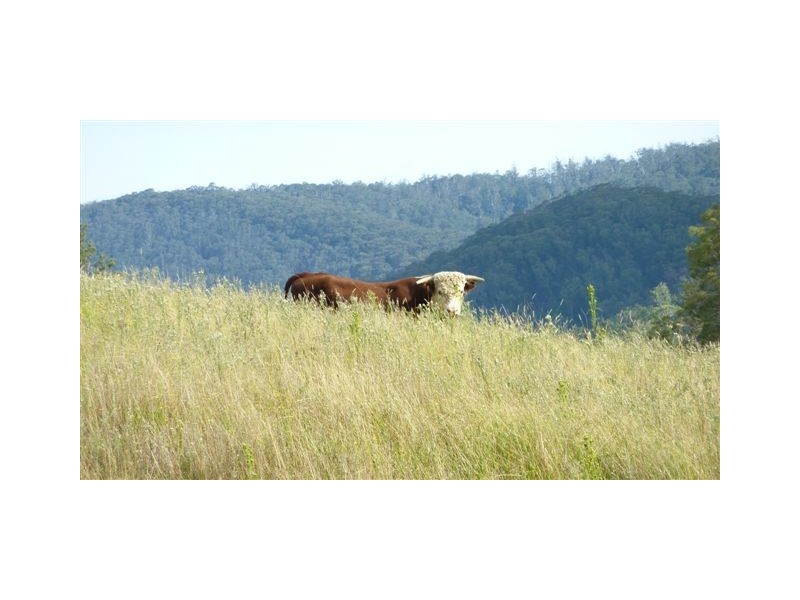 99999 Barretts Road, Bemboka NSW 2550