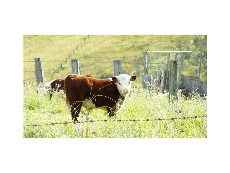 99999 Barretts Road, Bemboka NSW 2550