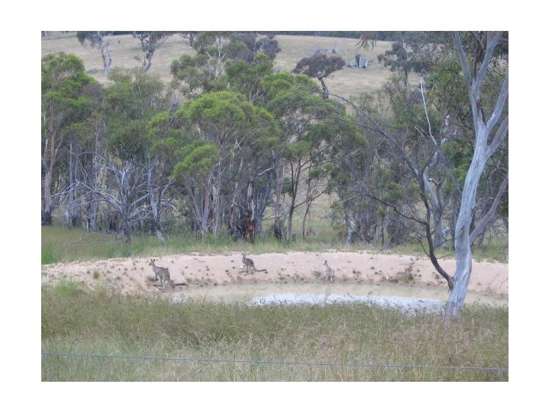 1411 Middlingbank Road, Berridale NSW 2628