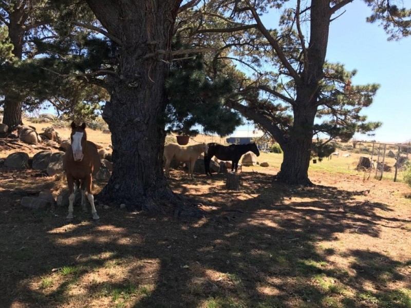 272 Blackburn Creek Road, Dalgety NSW 2628