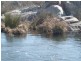 Dalgety NSW 2628