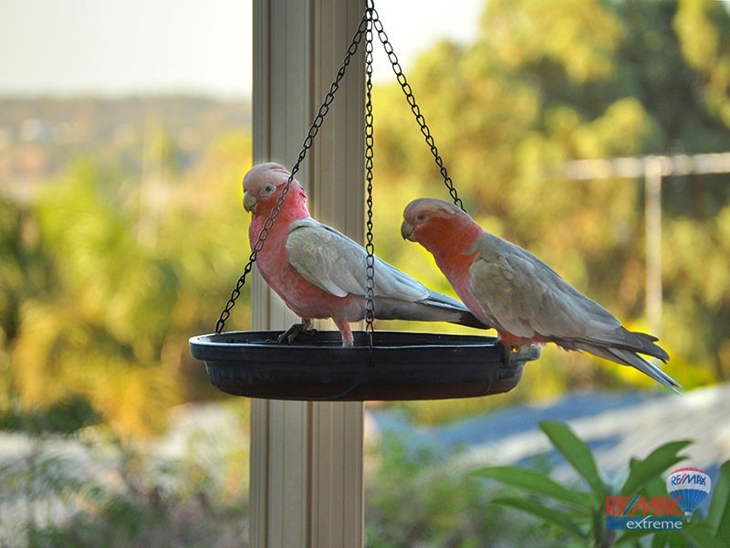 1 Clements Court, Edgewater WA 6027