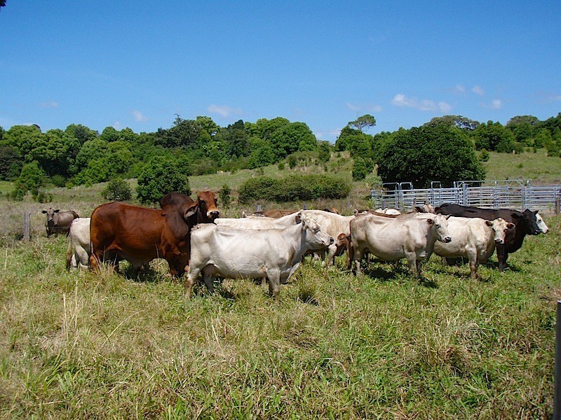60 Myocum Road, Byron Bay NSW 2481
