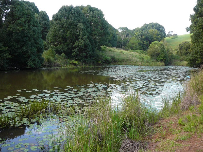 305 Coolamon Scenic Drive, Coorabell NSW 2479