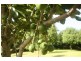 412 Repentance Creek Road, Repentance Creek NSW 2480