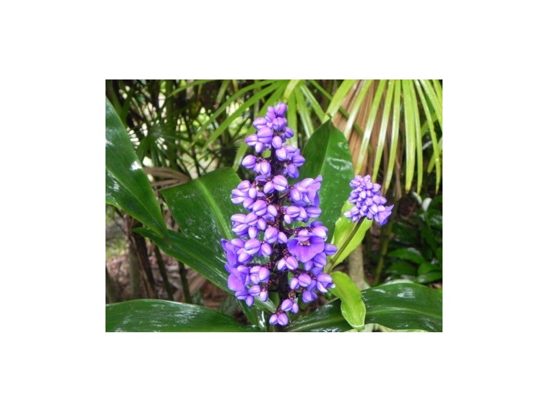 1300 Main Arm Road, Mullumbimby NSW 2482