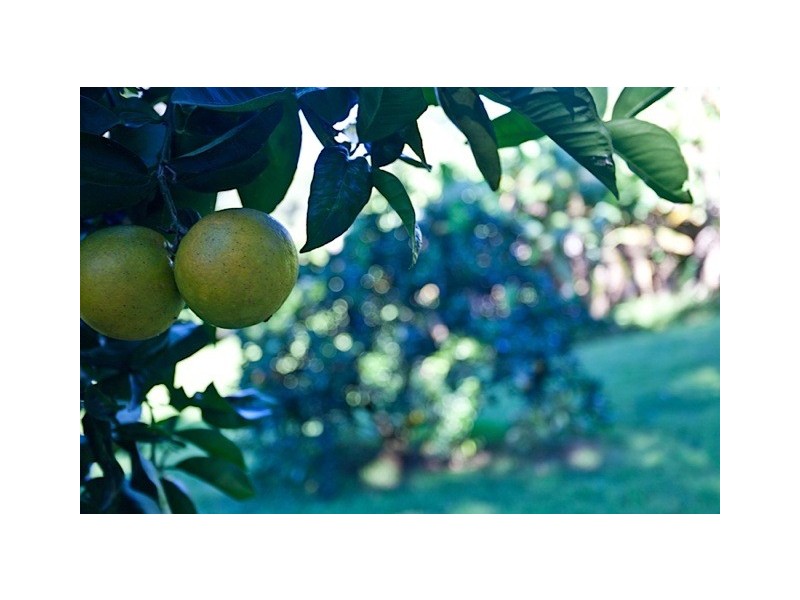 5 James View Court, Coorabell NSW 2479