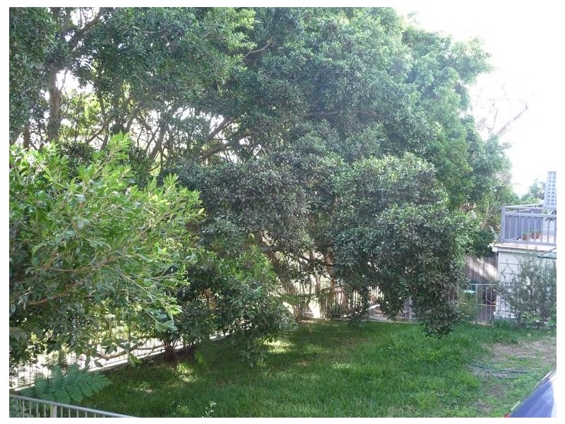 2/486 BRONTE ROAD, Bronte NSW 2024