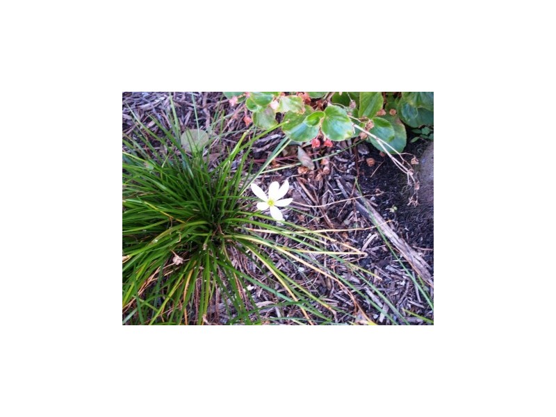 25 Sealark Crescent, Callala Bay NSW 2540