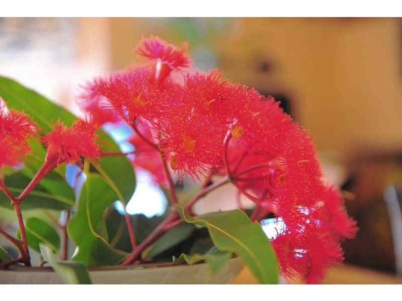 Wentworth Falls NSW 2782